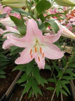 [5359 Euston DJ No02.JPG]